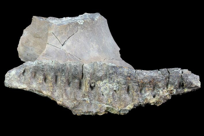 Hadrosaur (Kritosaurus) Jaw Section - Texas #76740